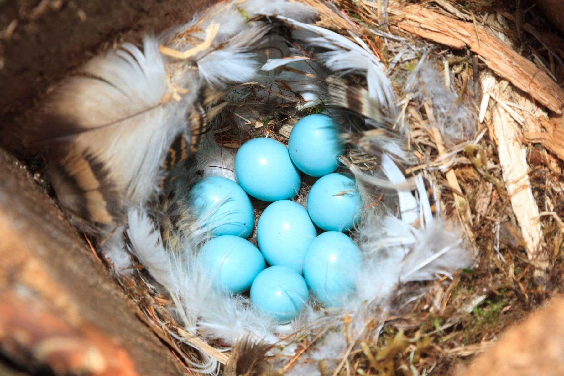 Nest des Gartenrotschwanzes mit Eiern