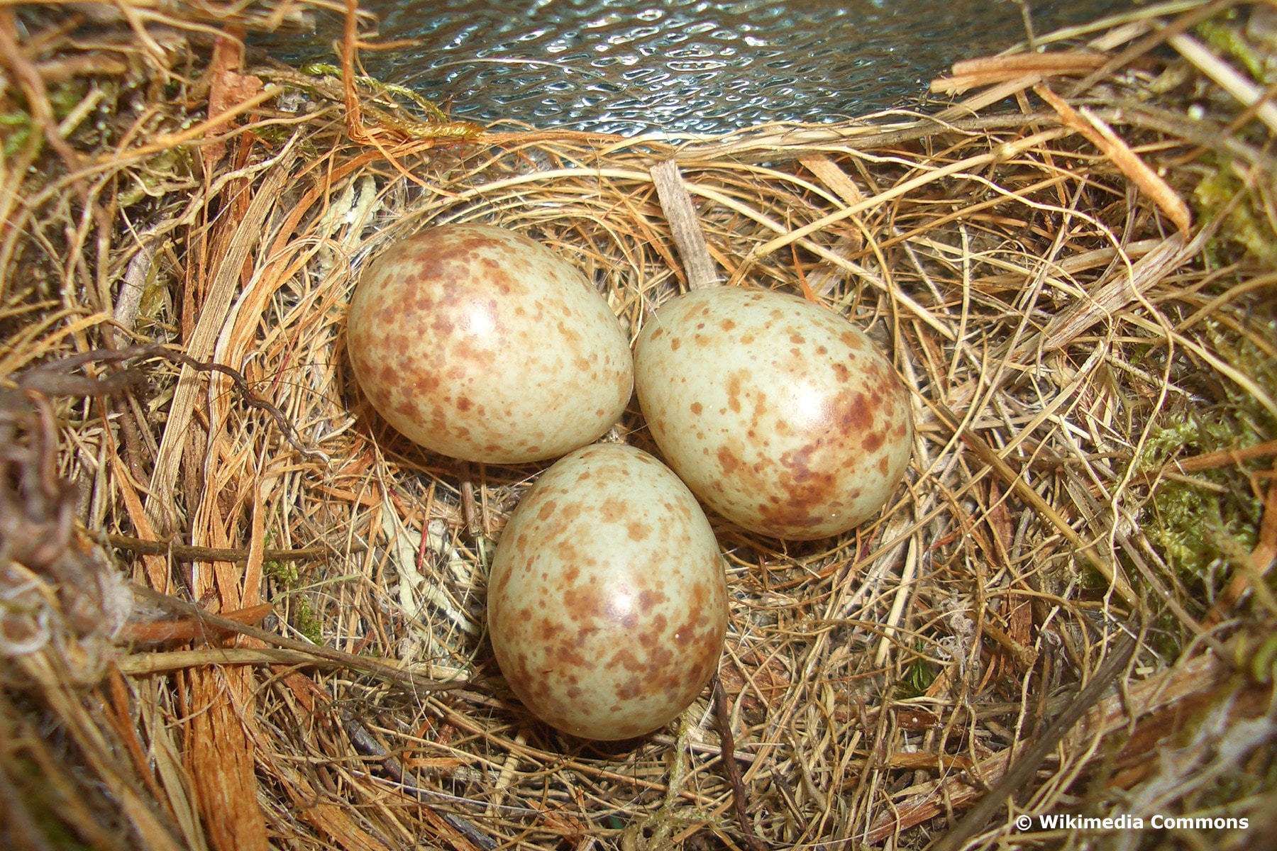 Eier des Grauschnäppers (Muscicapa striata) im Nest