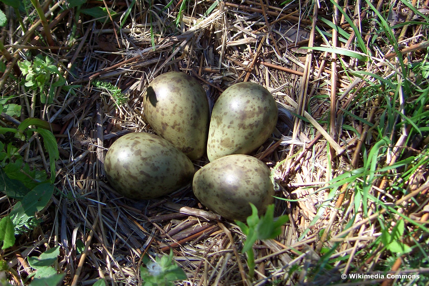 Eier des Großen Brachvogels (Numenius arquata)