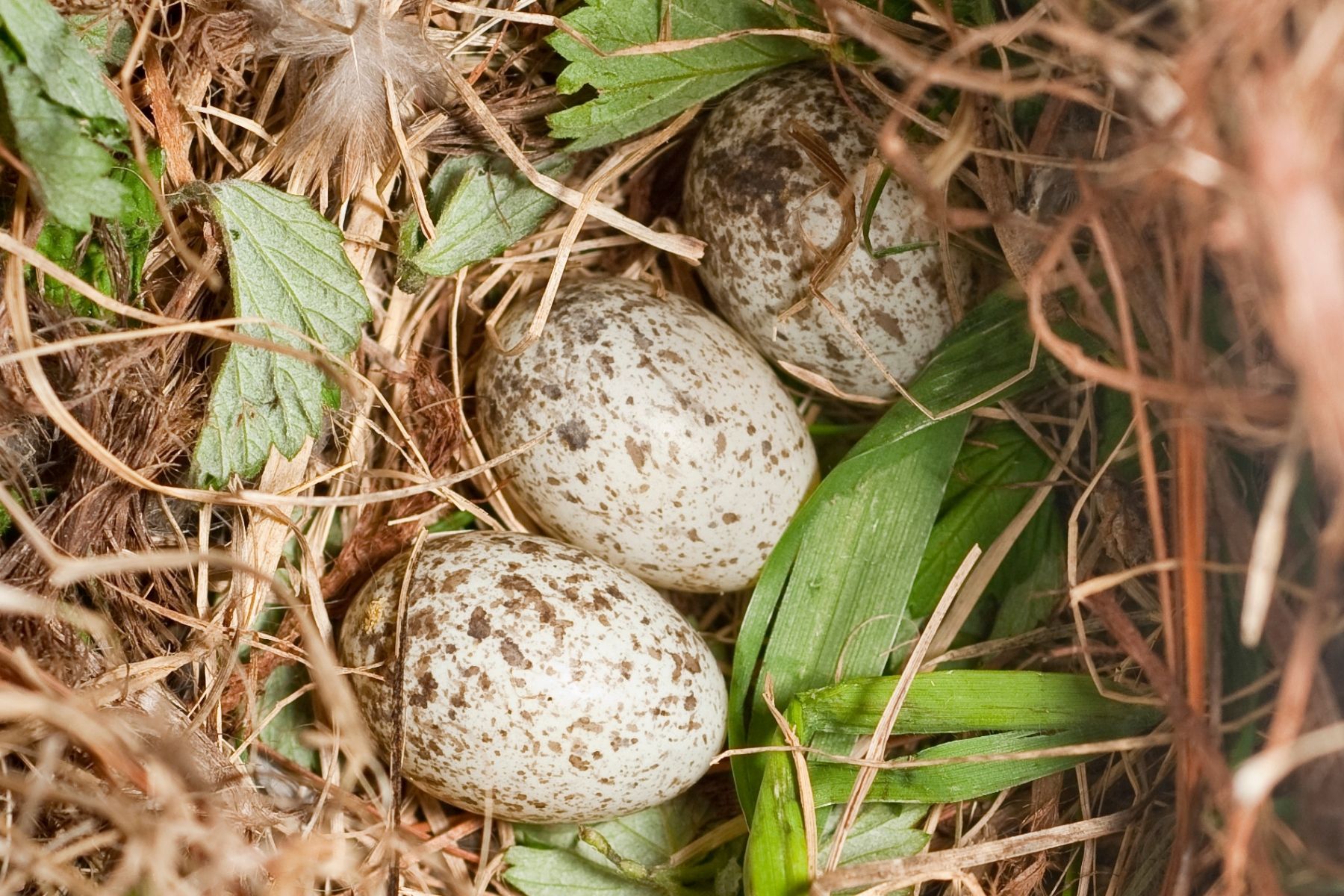 Nest vom Hausspatz mit Eiern