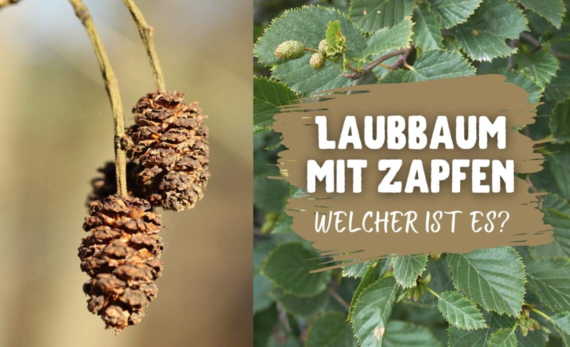 Laubbaum mit Zapfen - Schwarz-Erle (Alnus glutinosa) und Grau-Erle (Alnus incana)