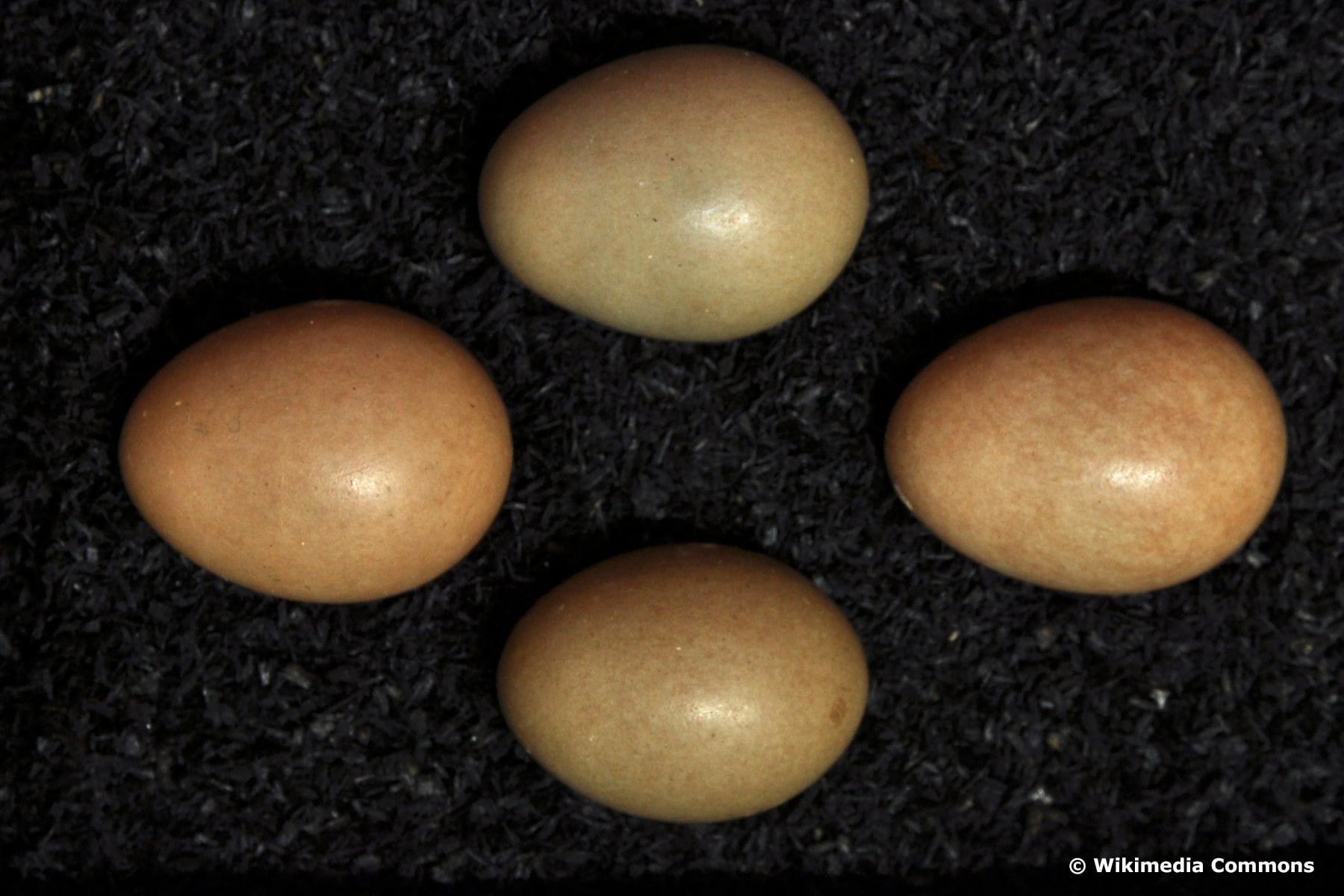 Eier der Nachtigall (Luscinia megarhynchos)
