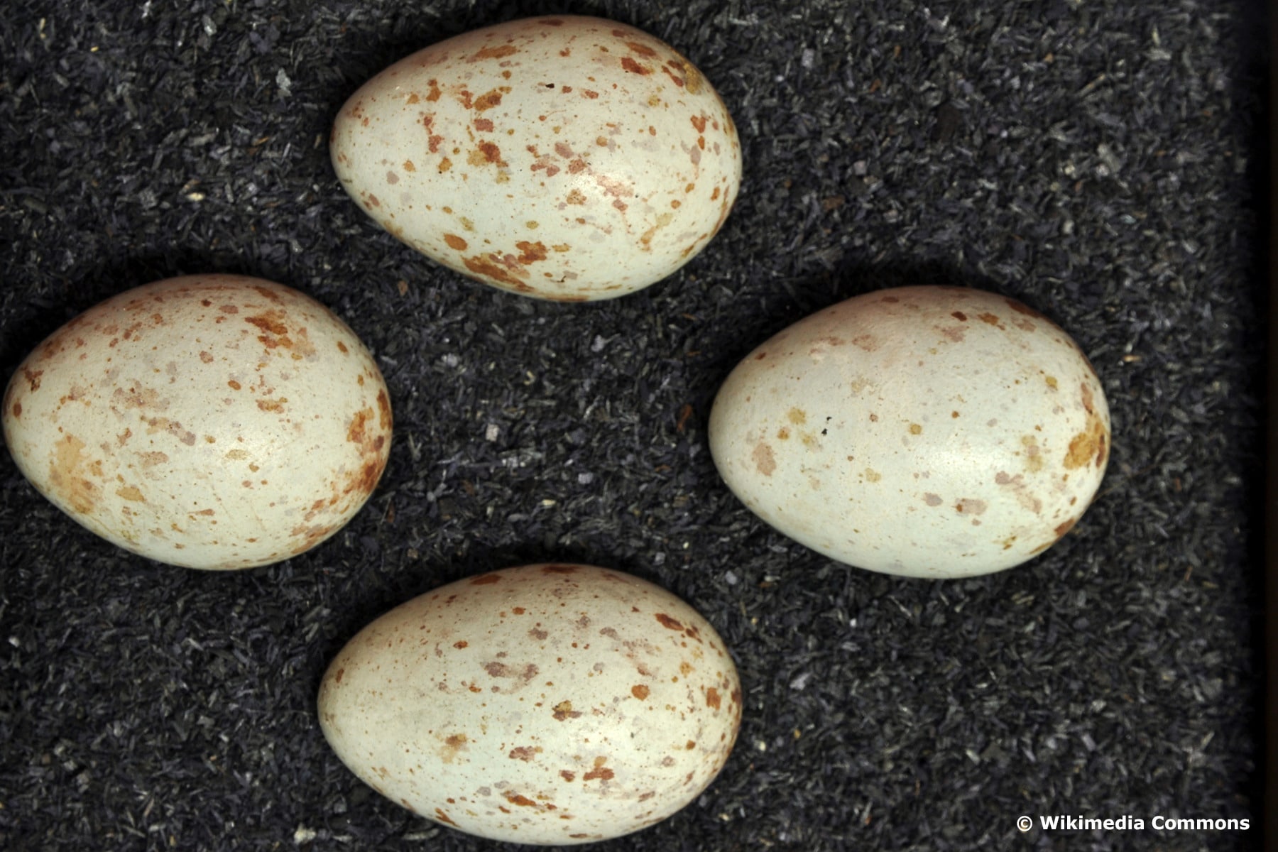 Eier der Ringdrossel (Turdus torquatus)