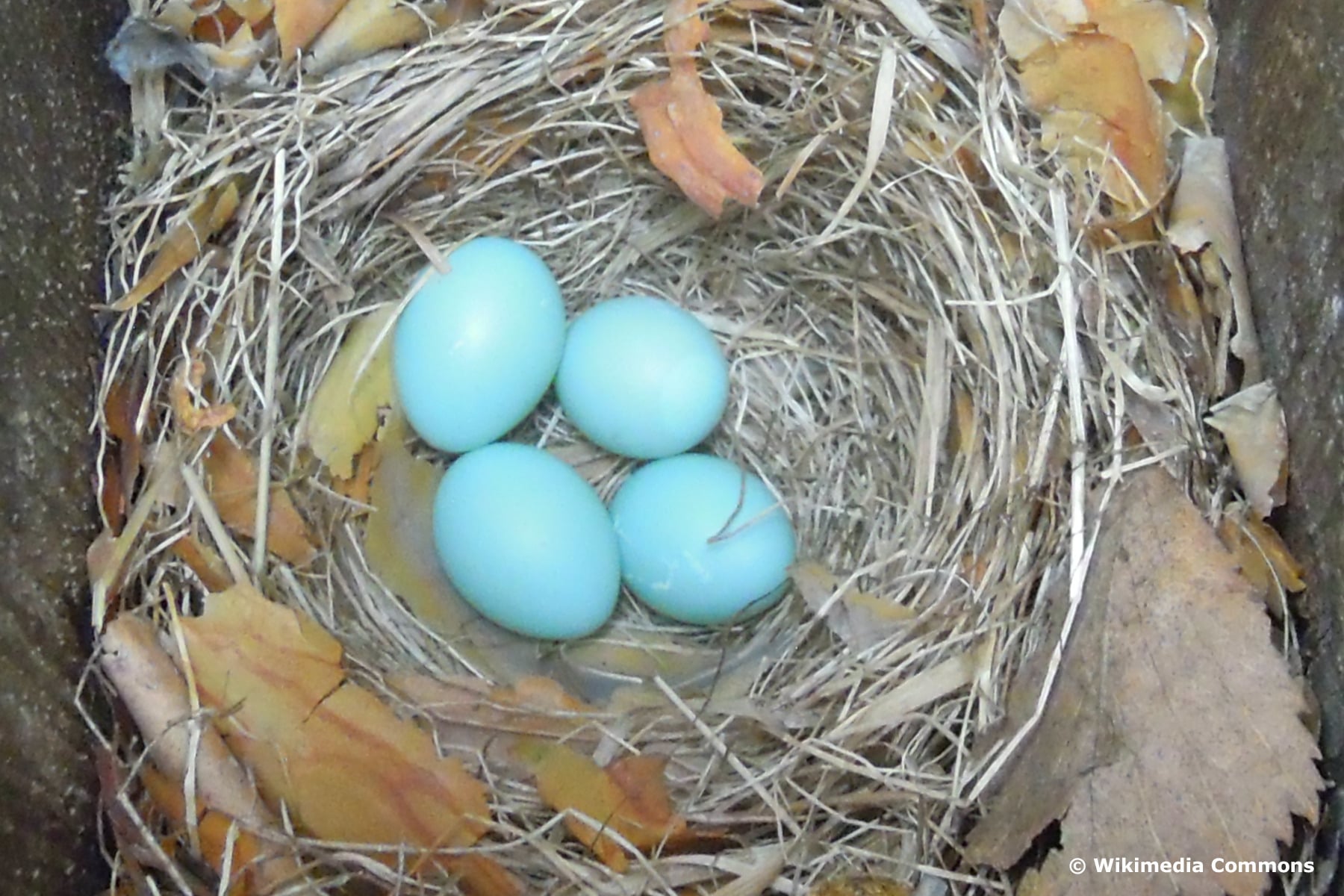 Eier des Trauerschnäppers (Ficedula hypoleuca) im Nest
