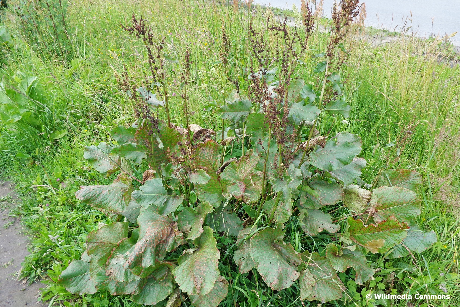Blattfleckenkrankheit (Ramularia rhei) an Rhabarber