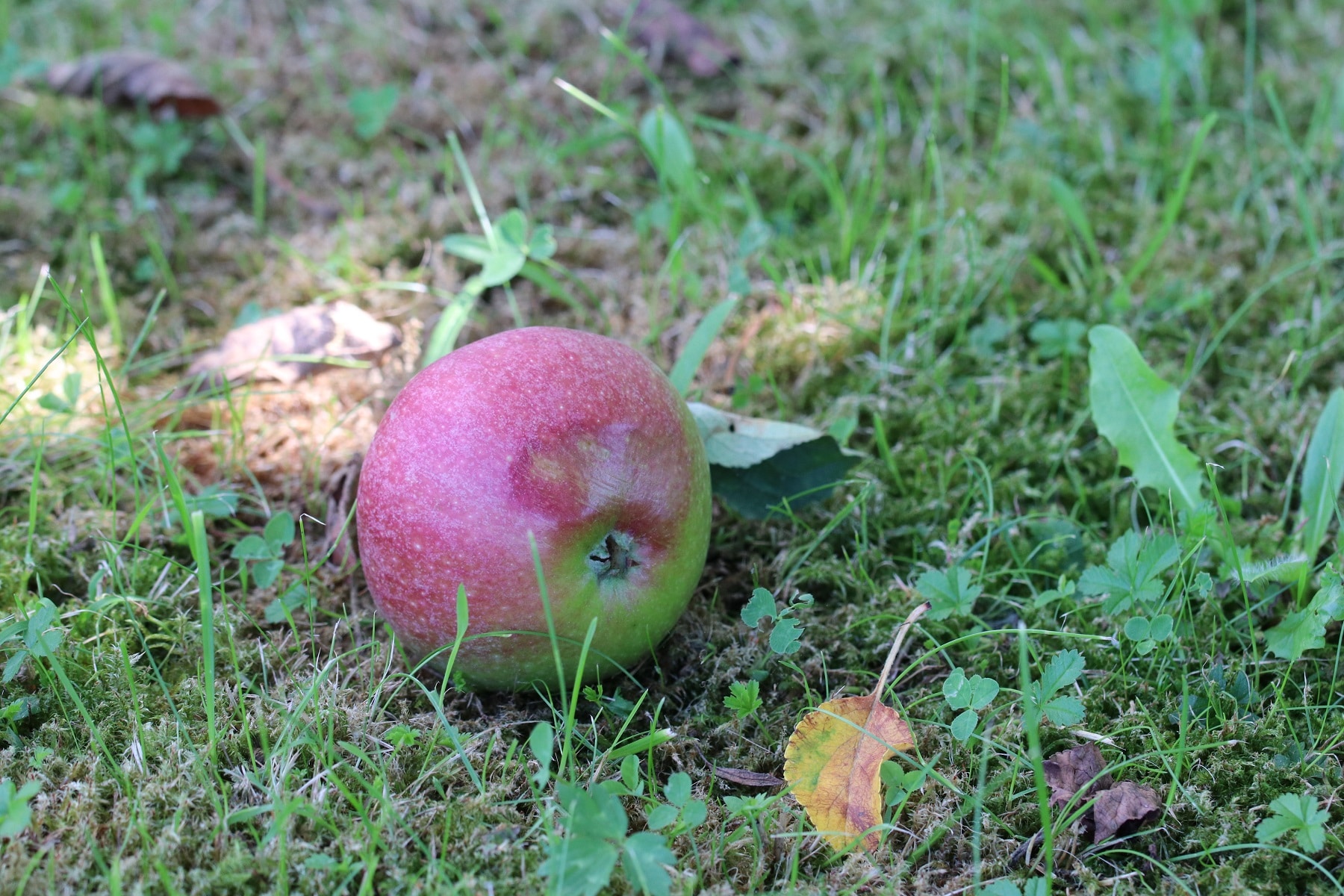 Apfel als Fallobst