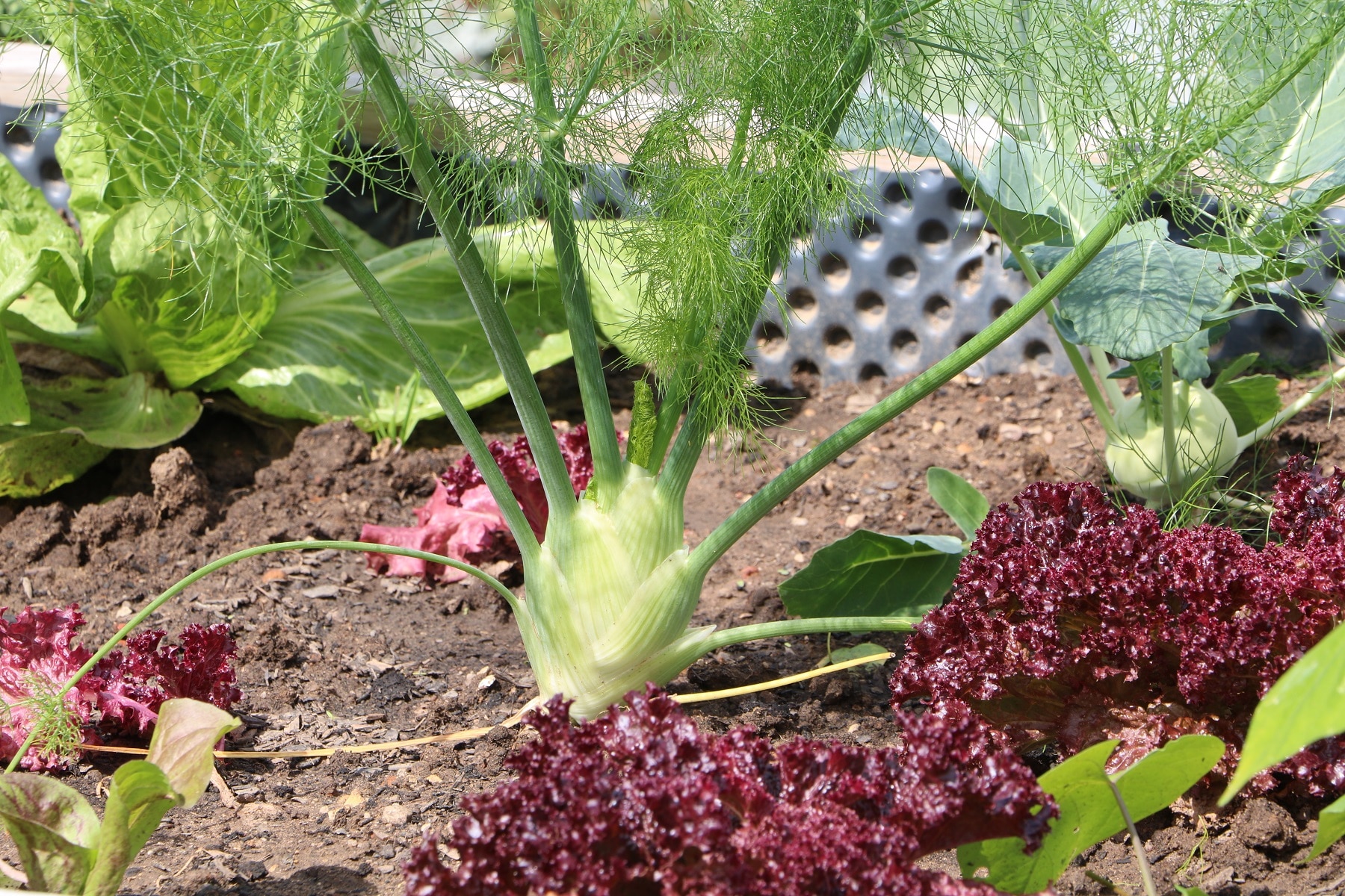 Fenchel im Gemüsebeet neben Kopfsalat