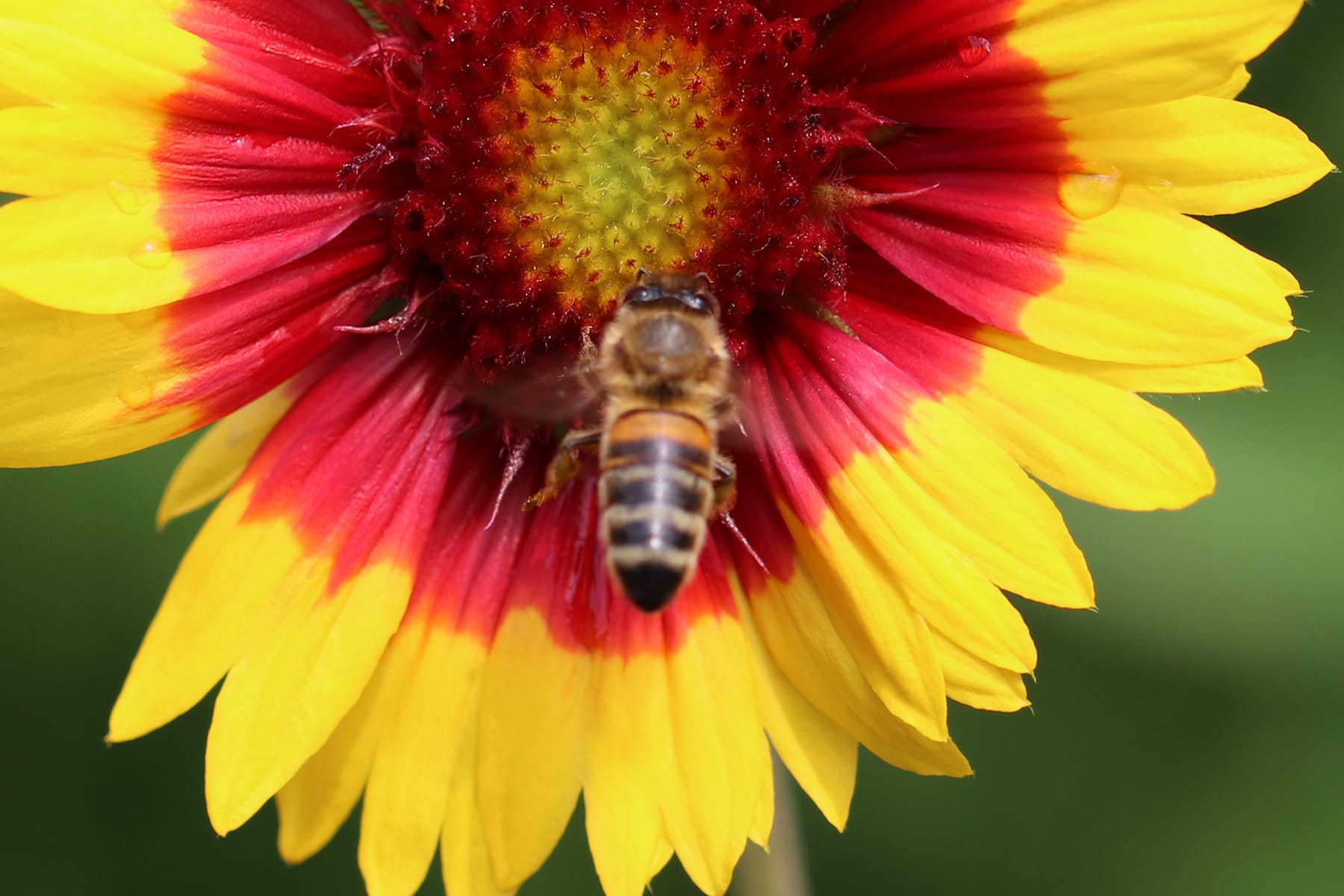Einheimische Insekten - Honigbiene (Apis mellifera)