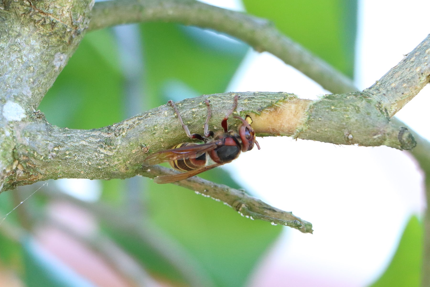Einheimische Insekten - Hornisse (Vespa crabro)