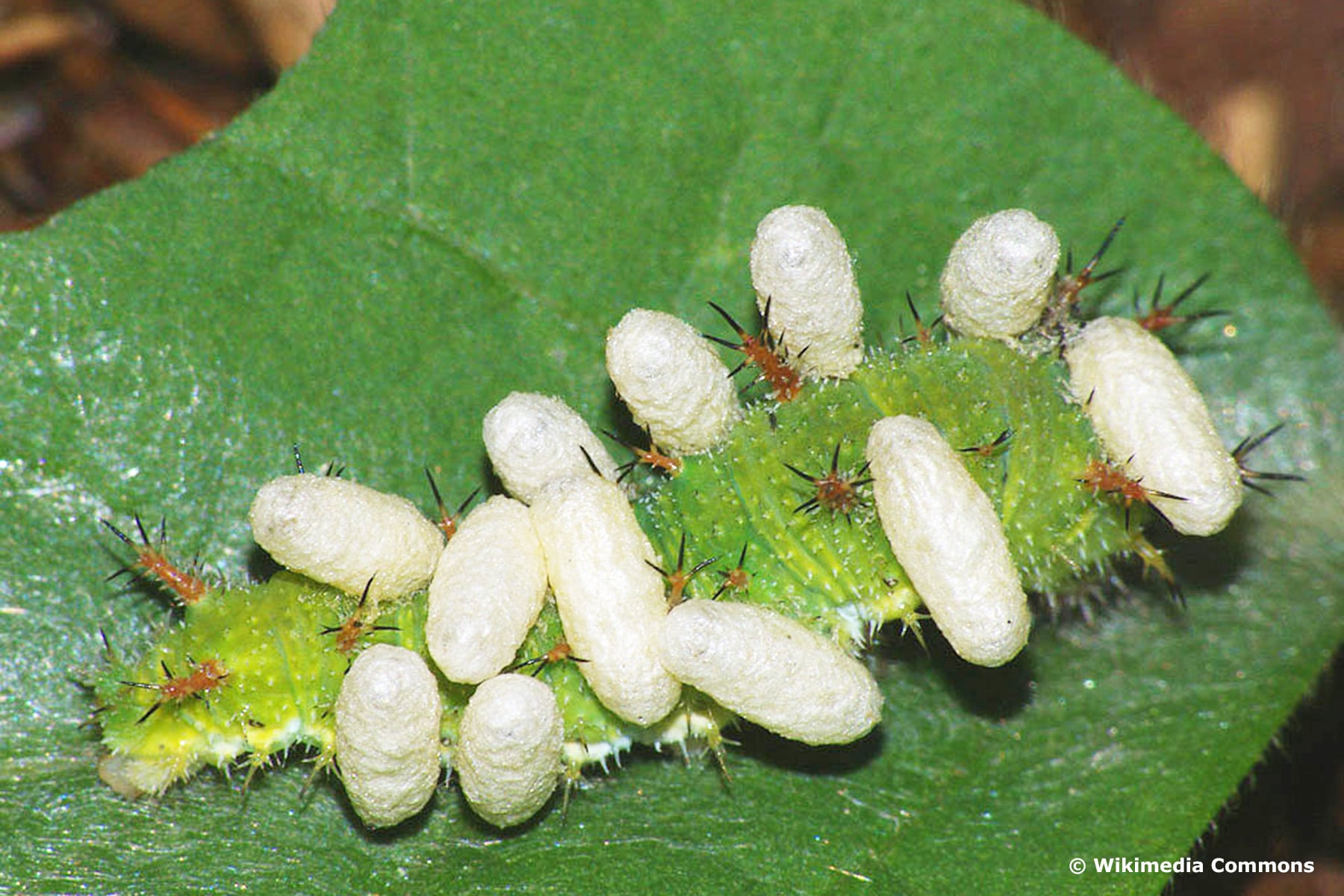 Raupe des Kleinen Eisvogels (Limenitis camilla) mit Eiern