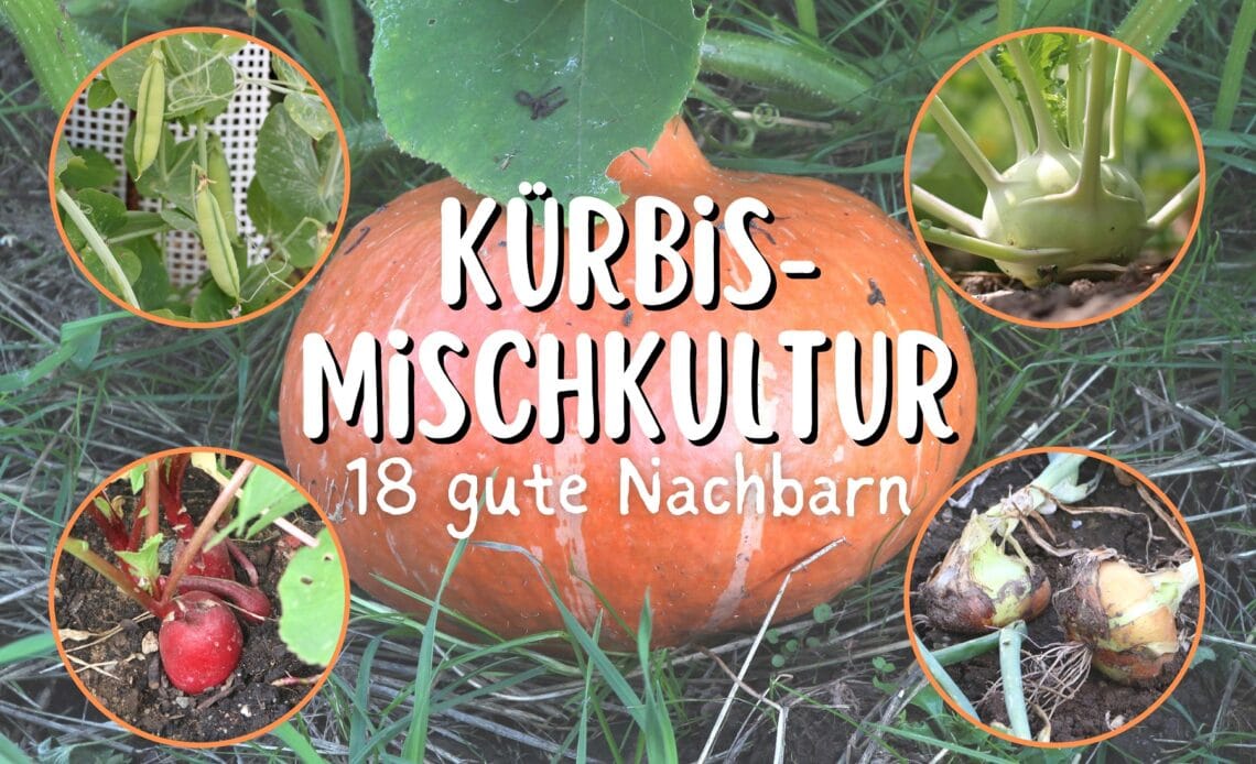 Kürbis-Mischkultur