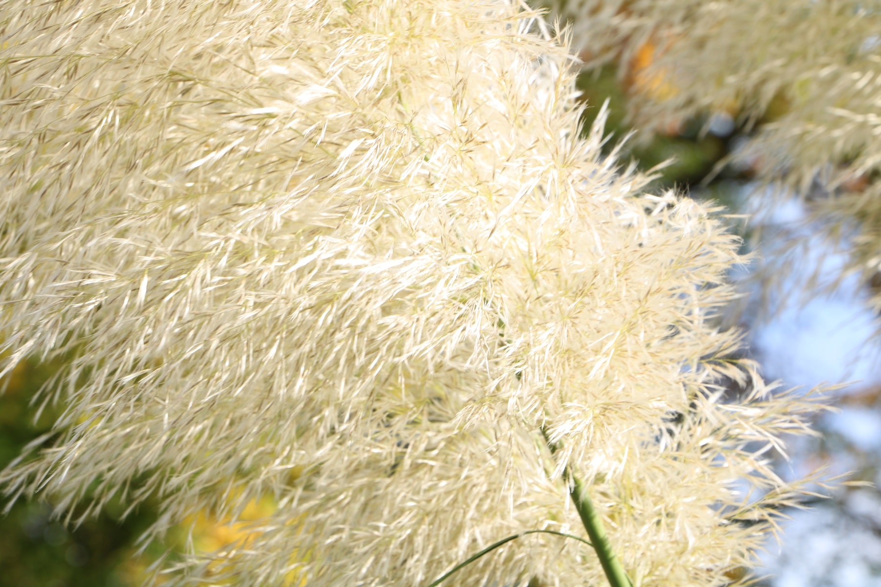 Weißlicher Blütenwedel des Pampasgrases in der Sonne