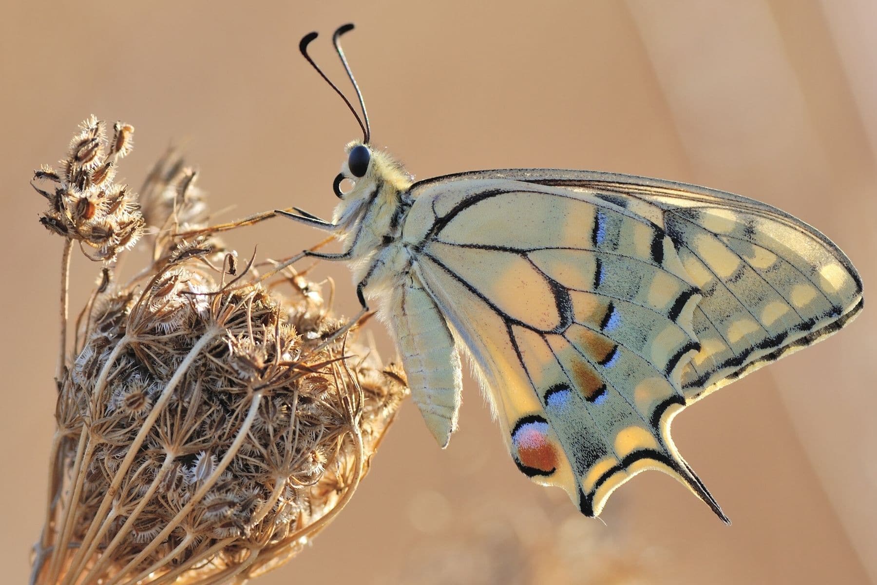 Schwalbenschwanz (Papilio machaon), Männchen