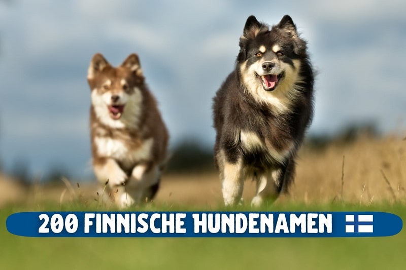 Finnische Hundenamen