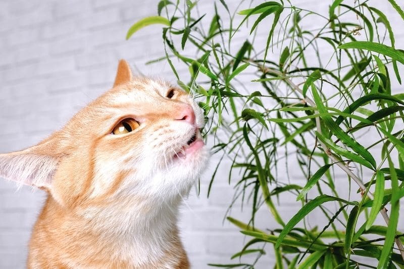 Katze kaut an Zimmerpflanze