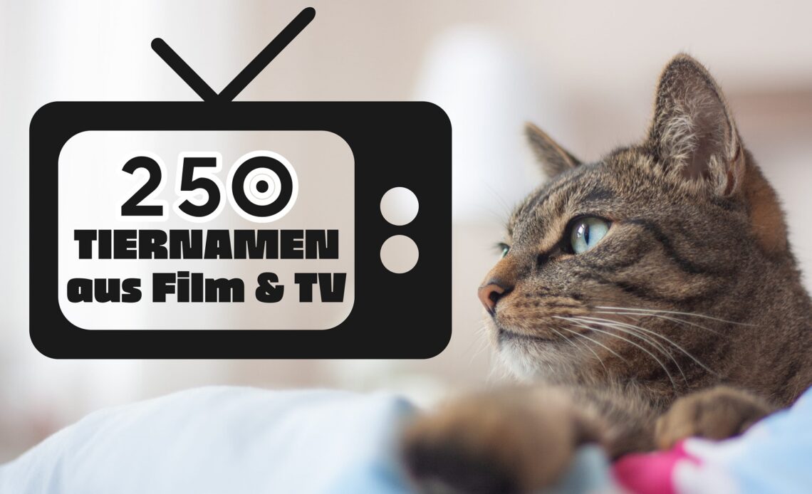 Berühmte Tiernamen aus Filmen - Katze liegt auf Couch und "schaut fern"