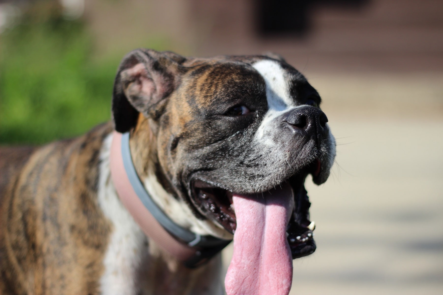 Boxer mit heraushängender Zunge