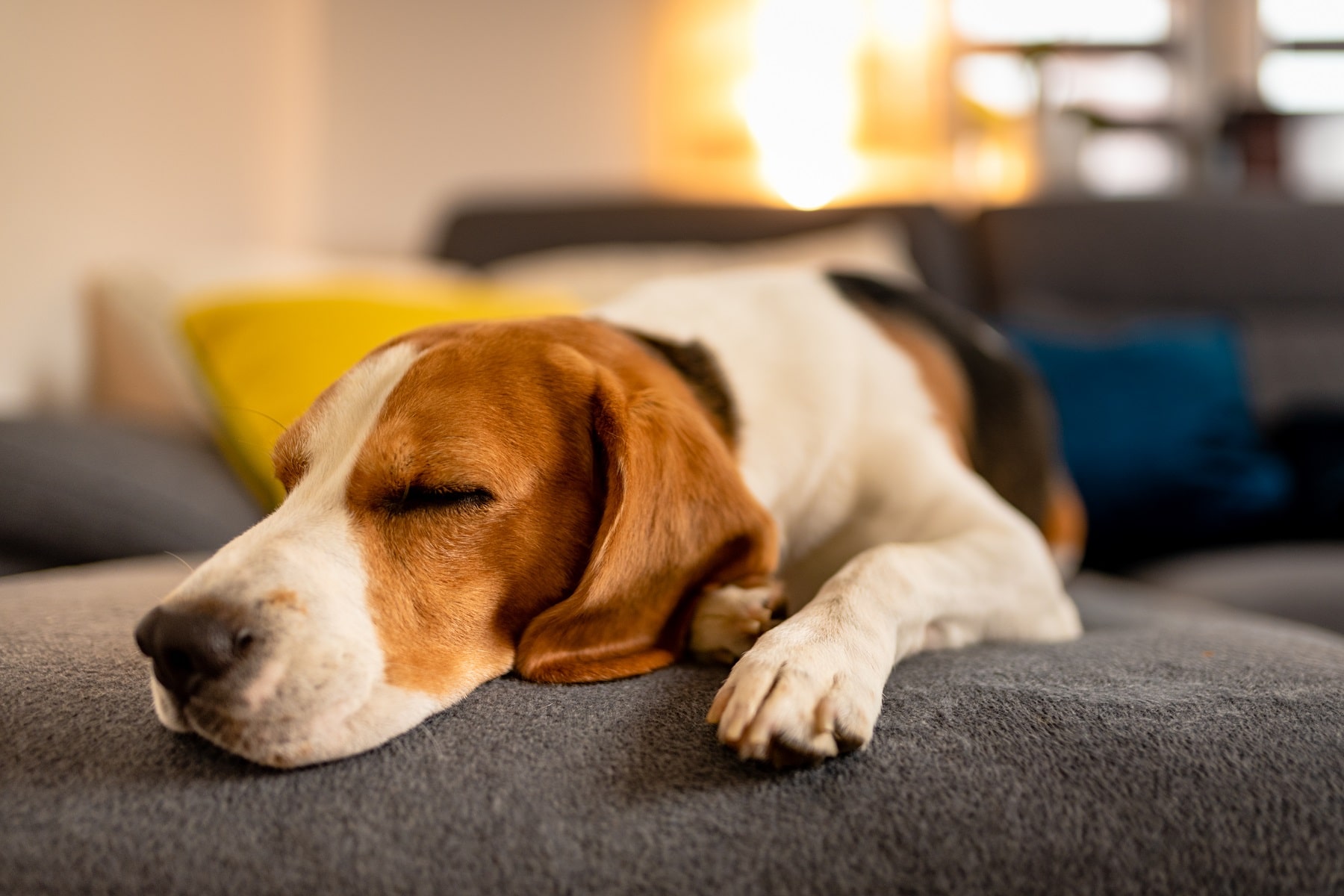 Entspannter Beagle liegt auf Sofa