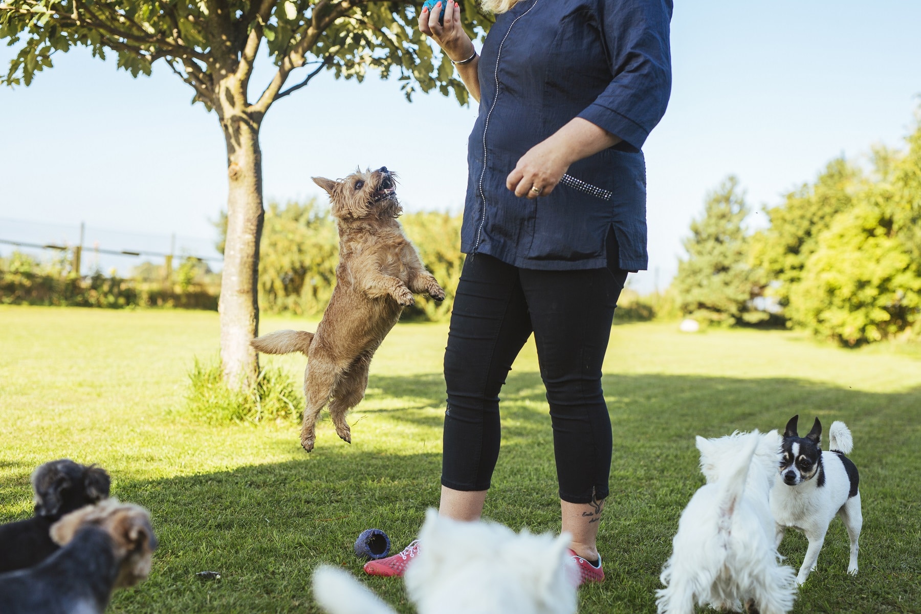 Frau spielt mit Hunden im Park