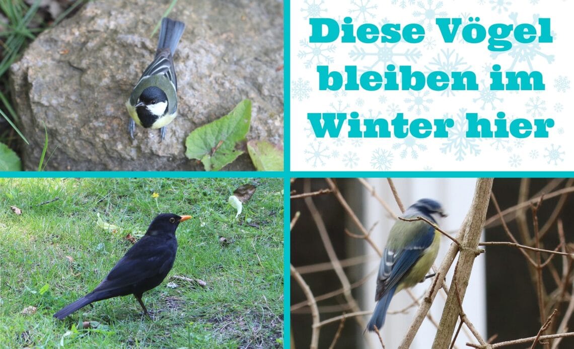 Diese Vögel bleiben im Winter in Deutschland
