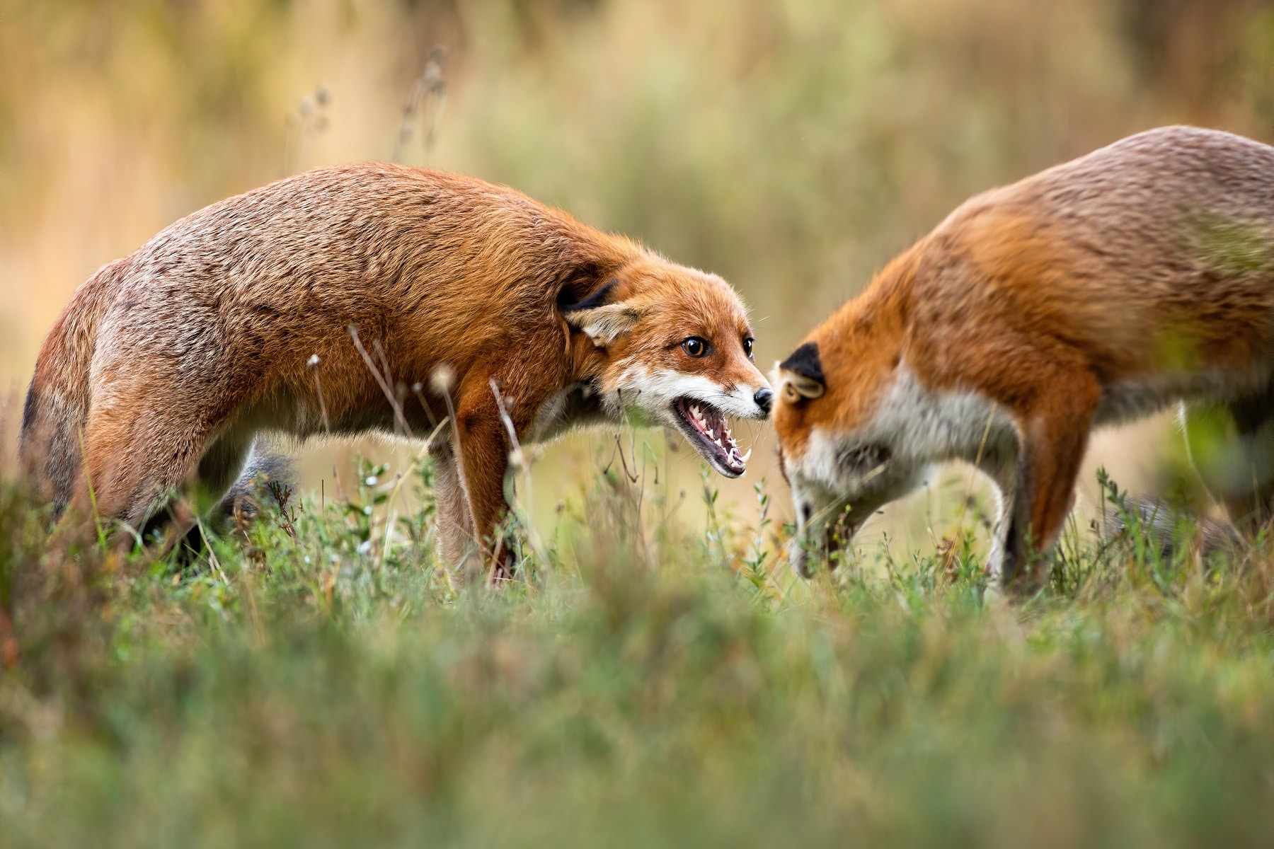 Zwei männliche Füchse kämpfen um Weibchen