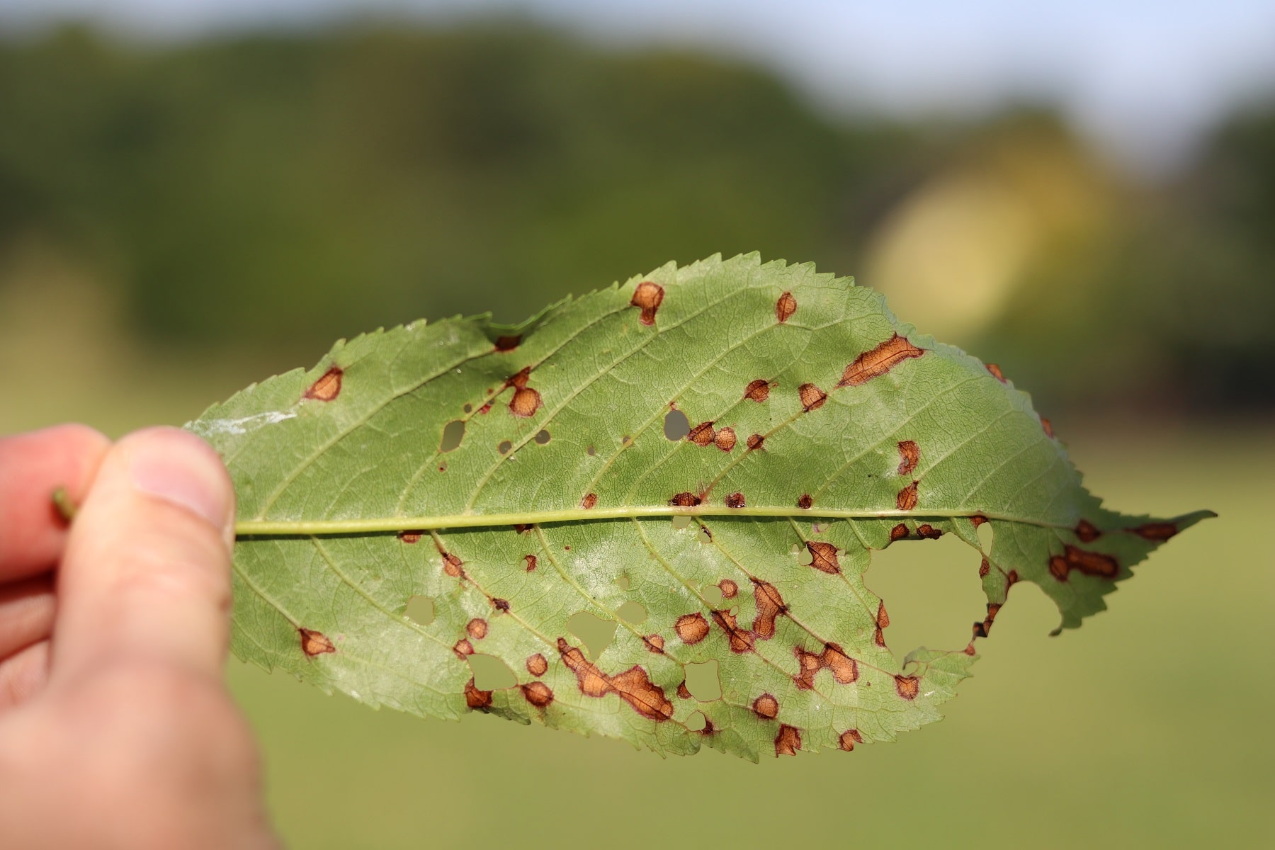 Schrotschusskrankheit (Stigmina carpophila) an Blatt der Sauerkirsche (Prunus cerasus)