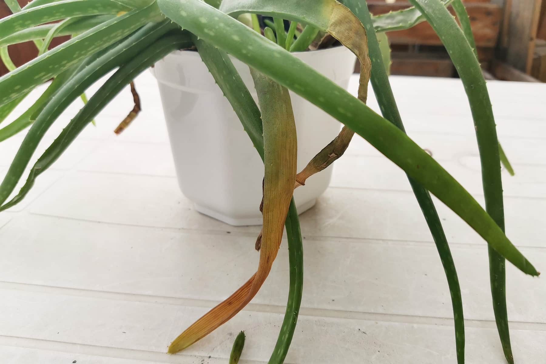 Aloe Vera mit gelben Blattspitzen