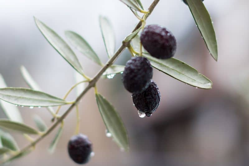 Regentropfen auf Oliven und Blättern