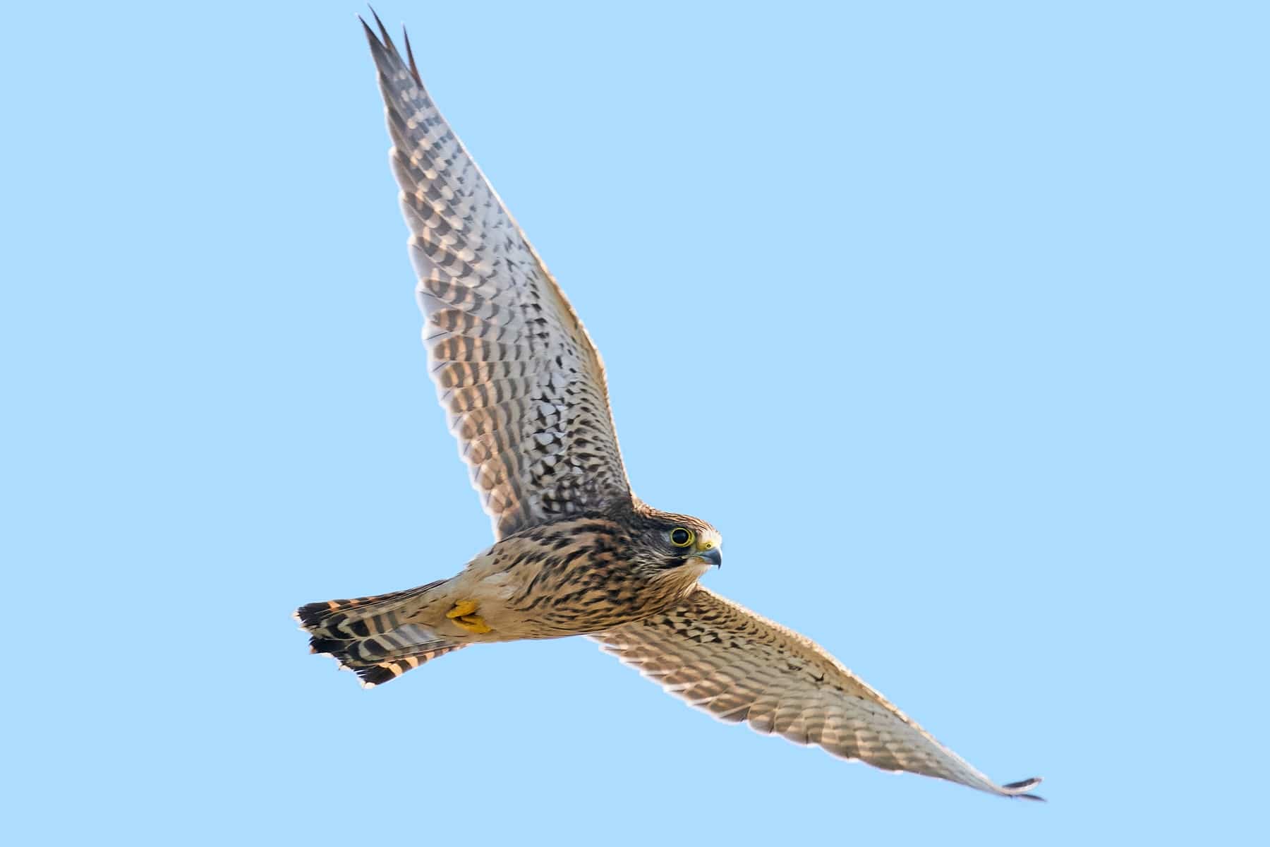 Flugbild des Turmfalken (Falco tinnunculus)