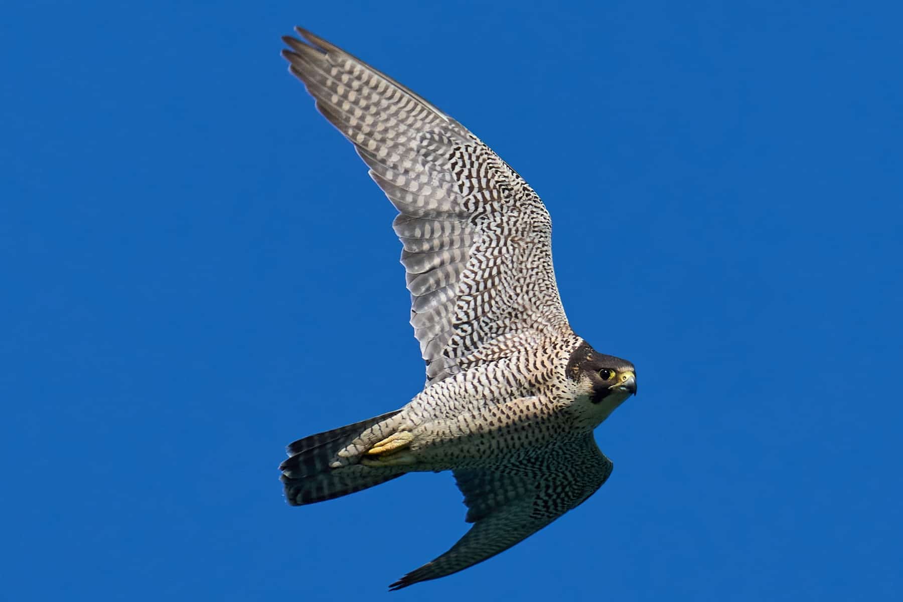 Wanderfalke (Falco peregrinus) im Flug