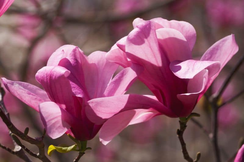 Großblumige Magnolie 'Galaxy' (Magnolia sprengeri)