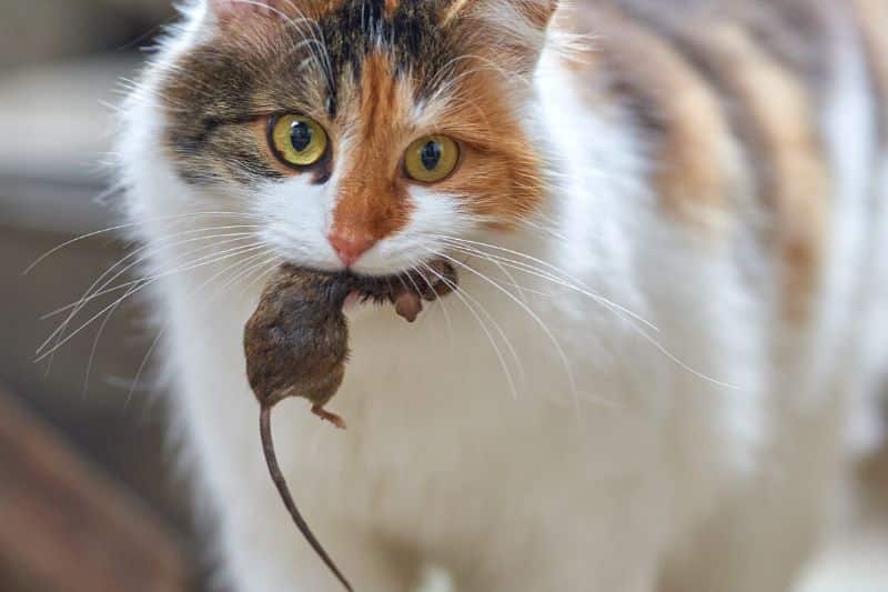 Katze mit Maus im Maul