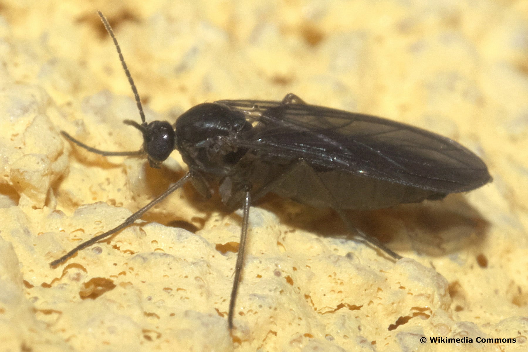 Trauermücke (Sciaridae)