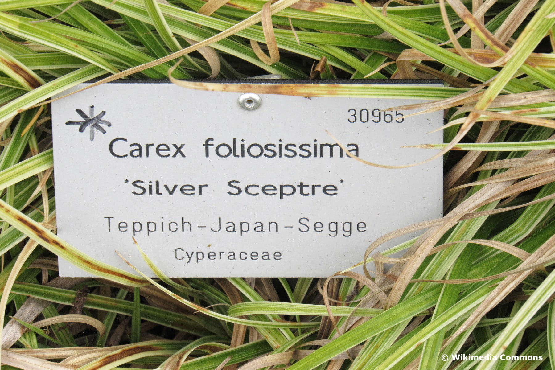 Weißrandige Segge (Carex foliossisima 'Silver Spectre')