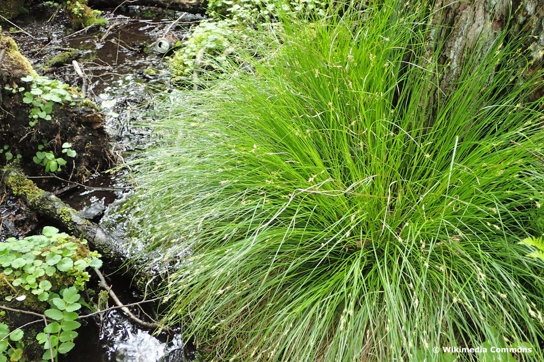 Winkel-Segge (Carex remota)