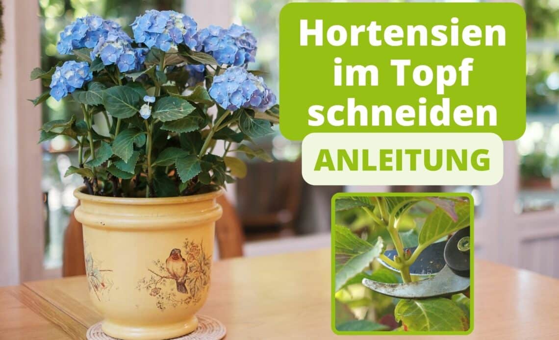 Hortensien im Topf schneiden