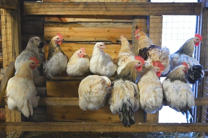 Hühner sitzen im Stall auf der Stange