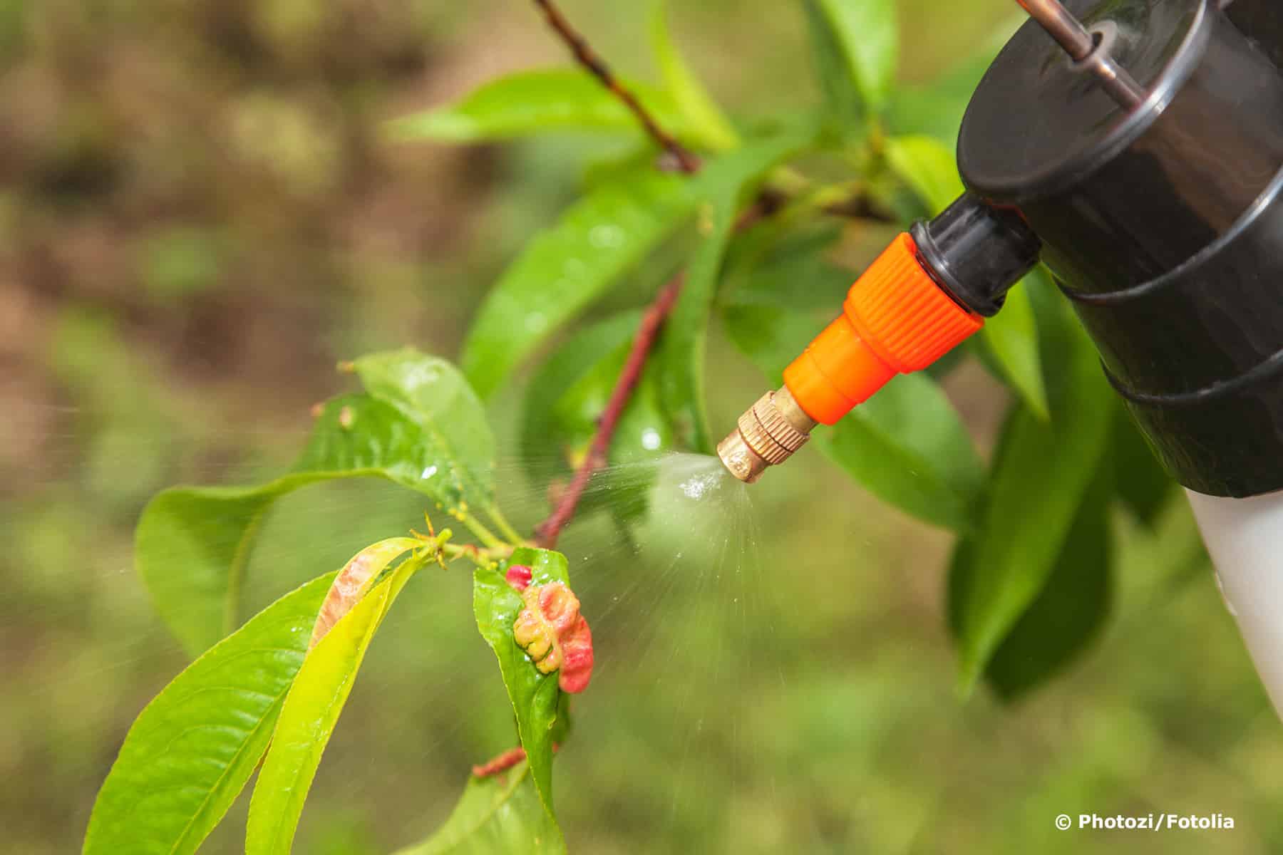 Pfirsichbaum mit Kräuselkrankheit mit Essig spritzen