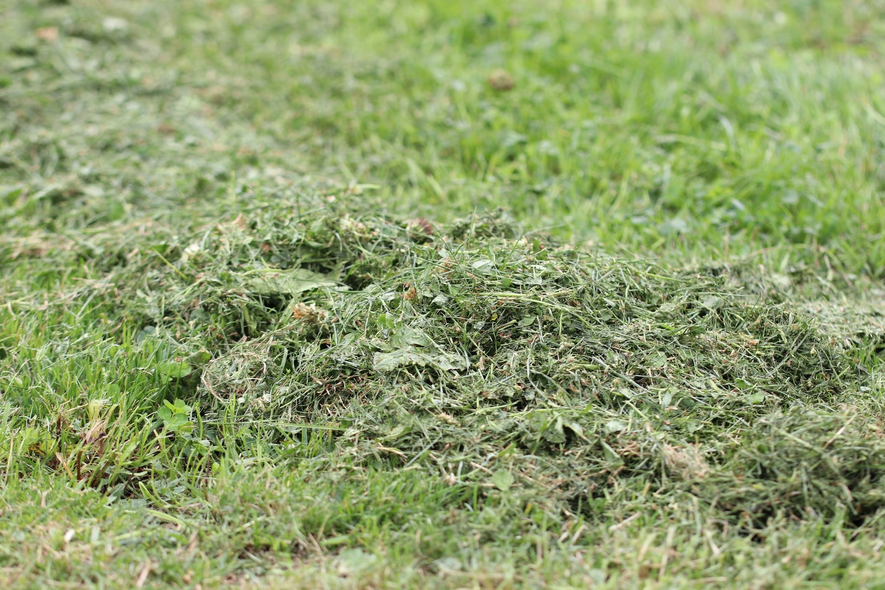 Rasen vertrocknet: mit Rasenschnitt mulchen