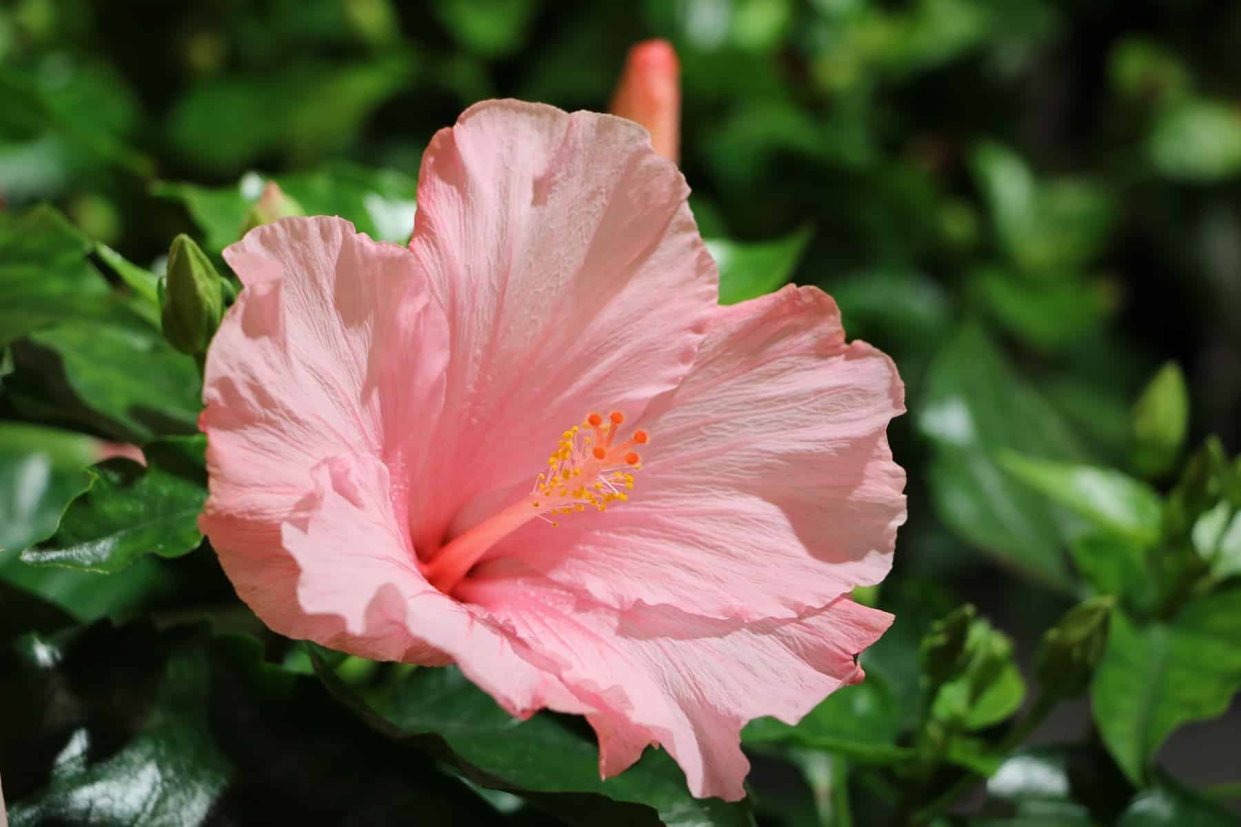 Chinesischer Roseneibisch (Hibiscus rosa-sinensis)