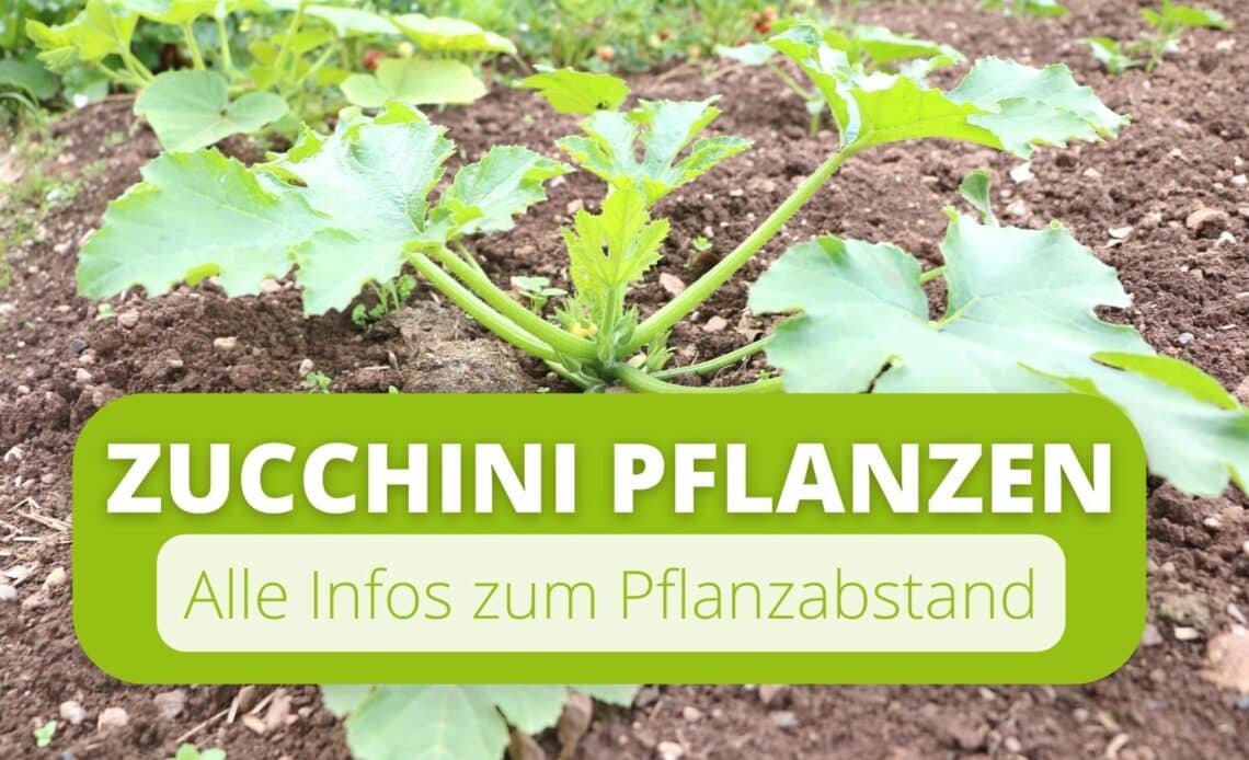 Zucchini pflanzen - Der ideale Abstand